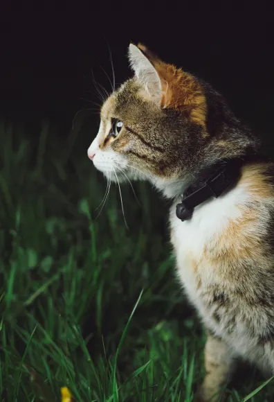 Orange Calico Cat sitting outside in a grassy lawn in the dark. 